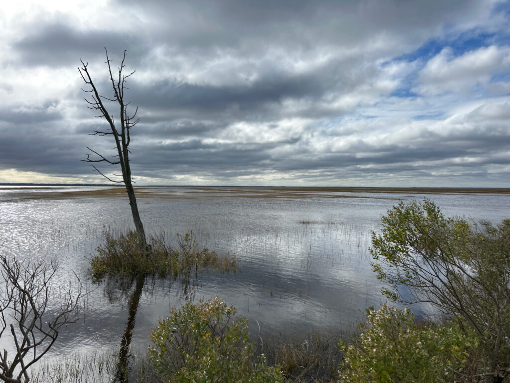 a body of water with trees and bushes around it (MyCoast AI)