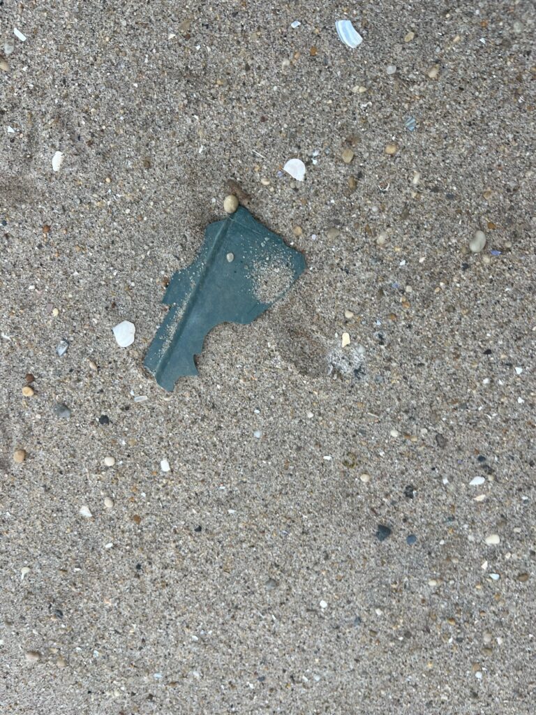 a starfish on the ground (MyCoast AI)