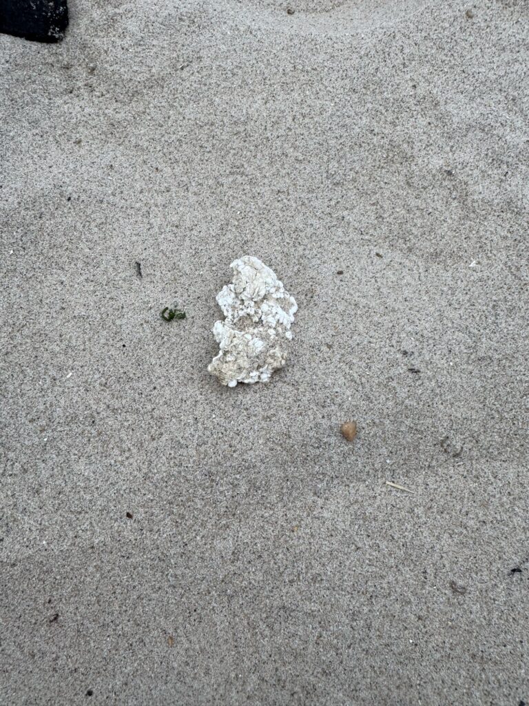a rock on the ground (MyCoast AI)