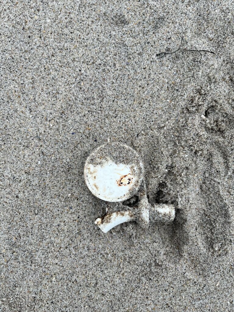 a snail on the ground (MyCoast AI)