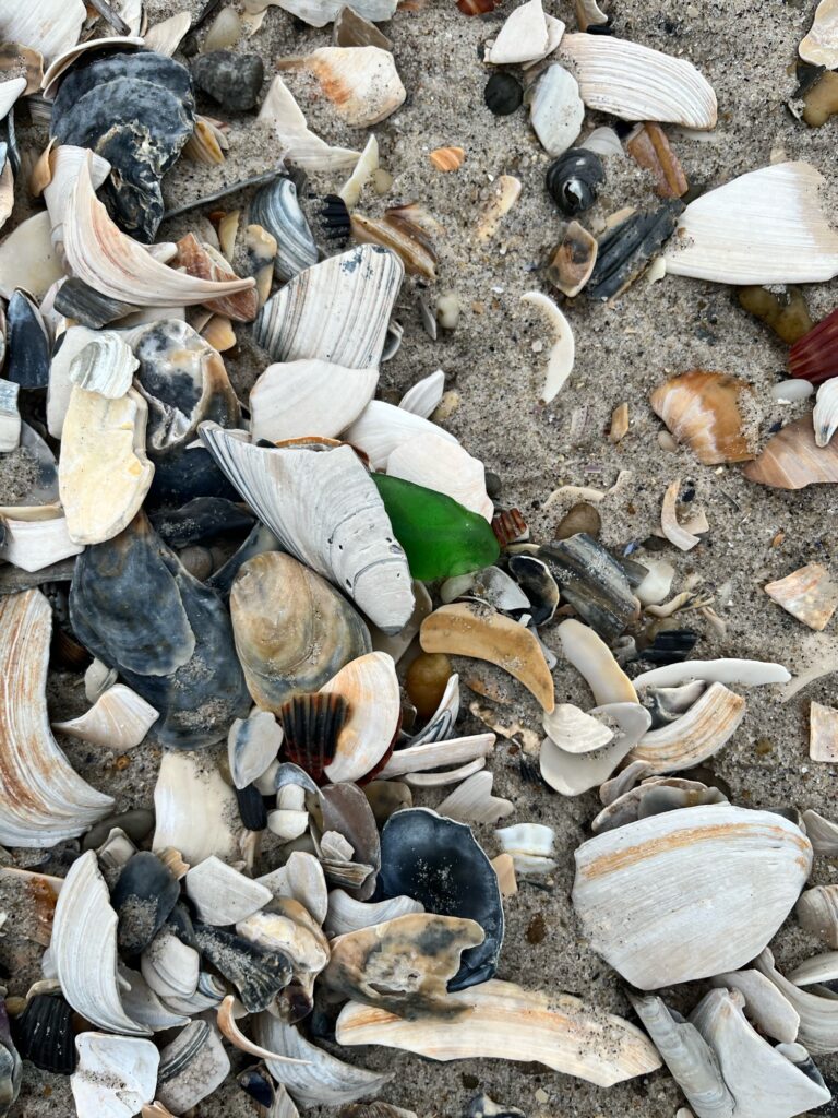 a pile of shells (MyCoast AI)