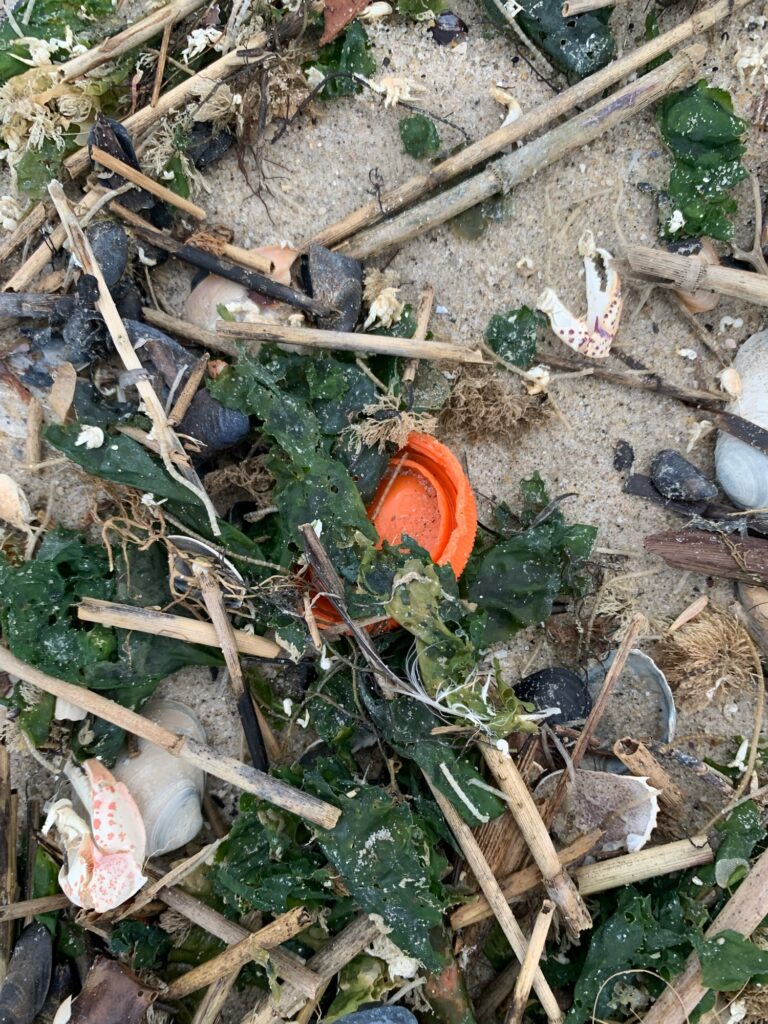 a small orange flower in the dirt (MyCoast AI)