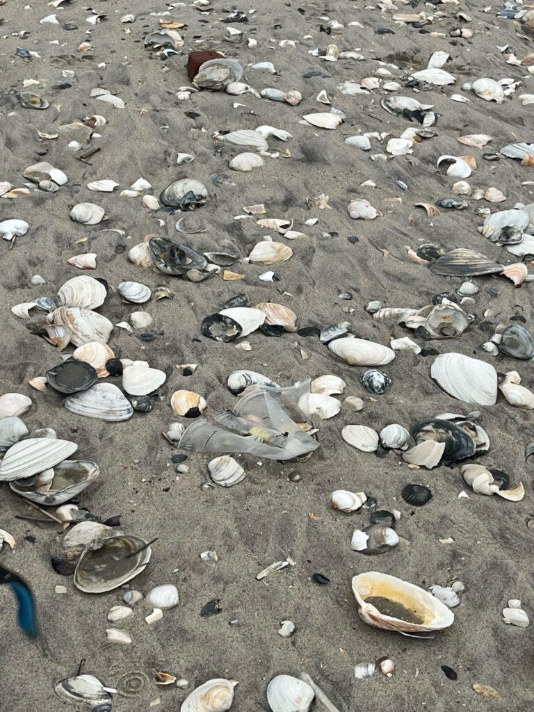 a close-up of a beach (MyCoast AI)
