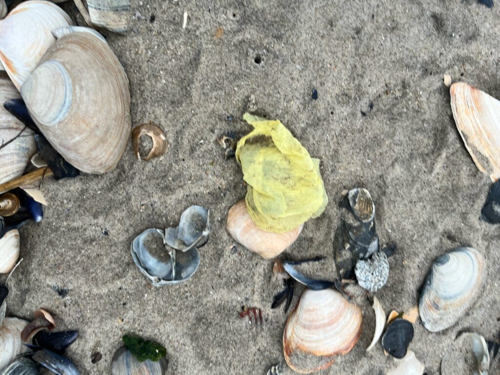 a group of sea shells on the sand (MyCoast AI)