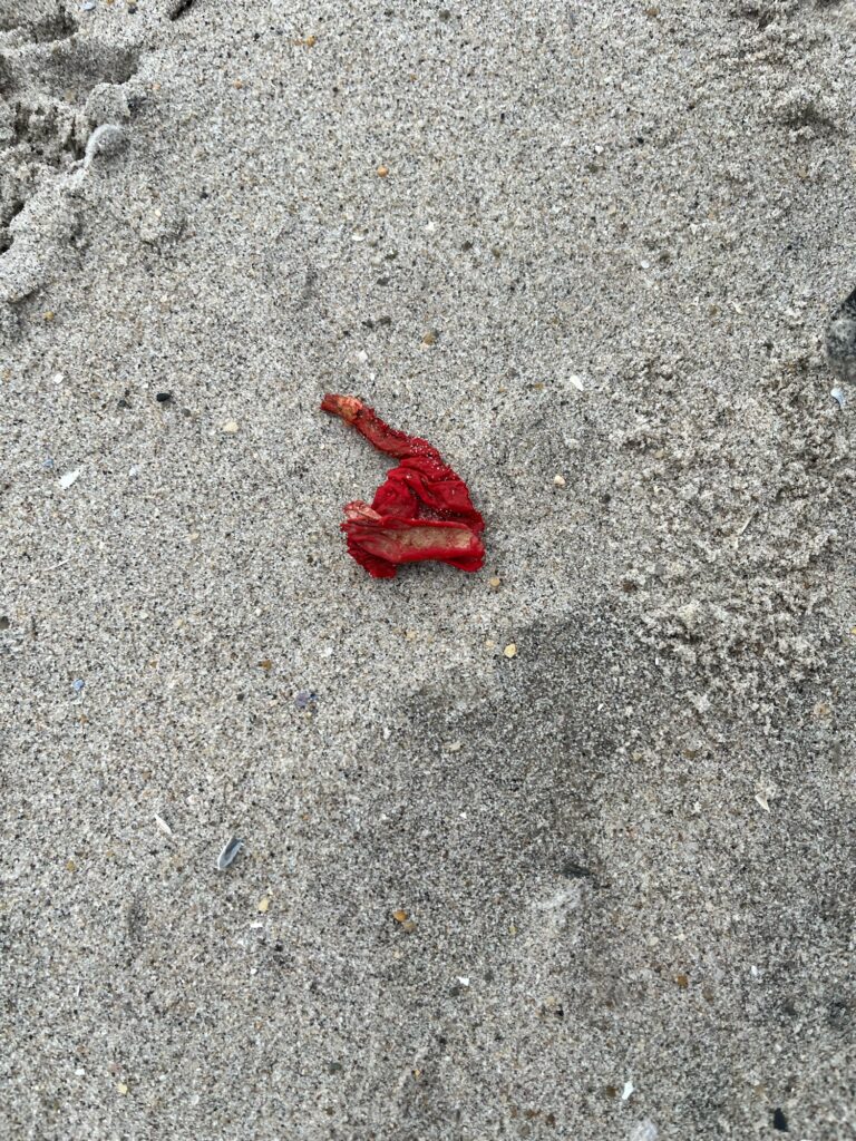 a red starfish on the ground (MyCoast AI)