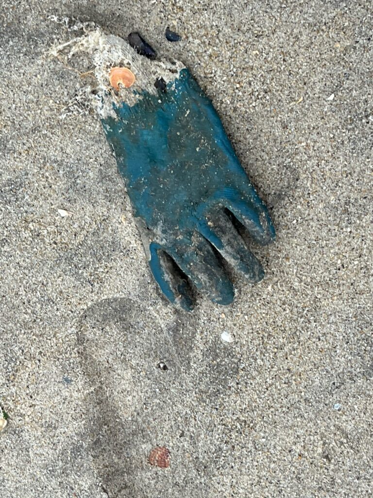 a blue fish on the ground (MyCoast AI)