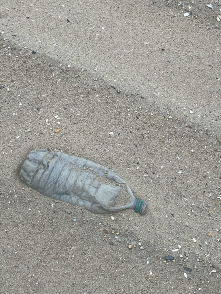 a snail on the ground (MyCoast AI)