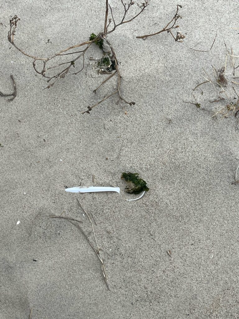 a small plant growing in the sand (MyCoast AI)