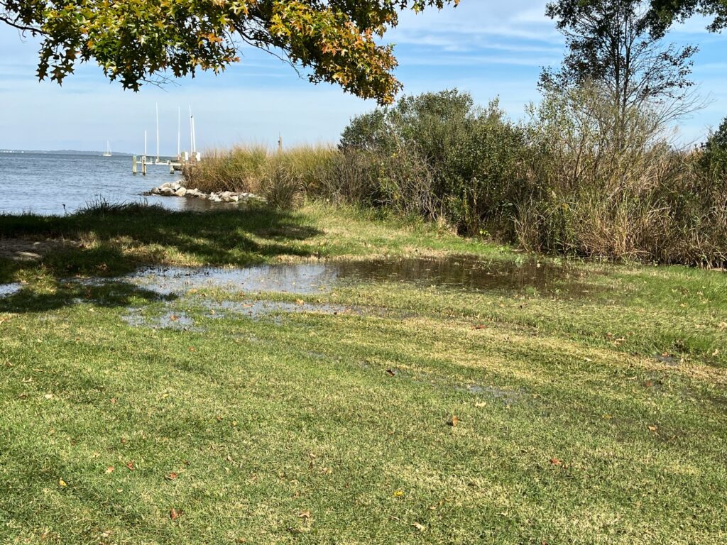 a grassy area next to a body of water (MyCoast AI)