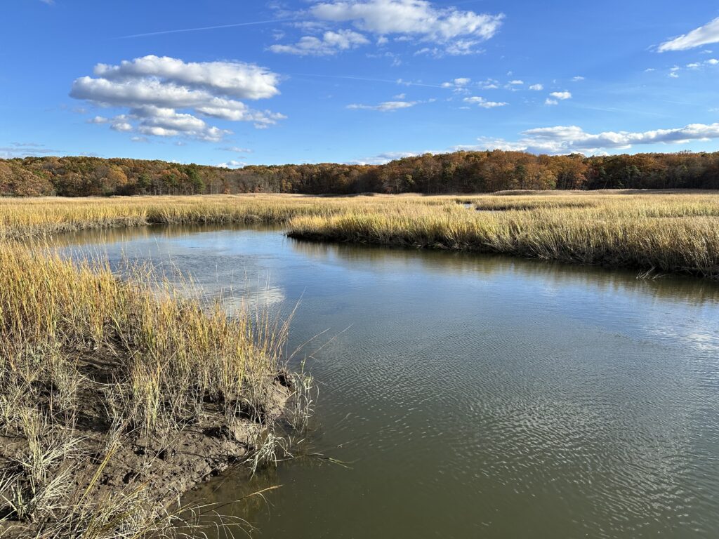 a river with grass and trees (MyCoast AI)