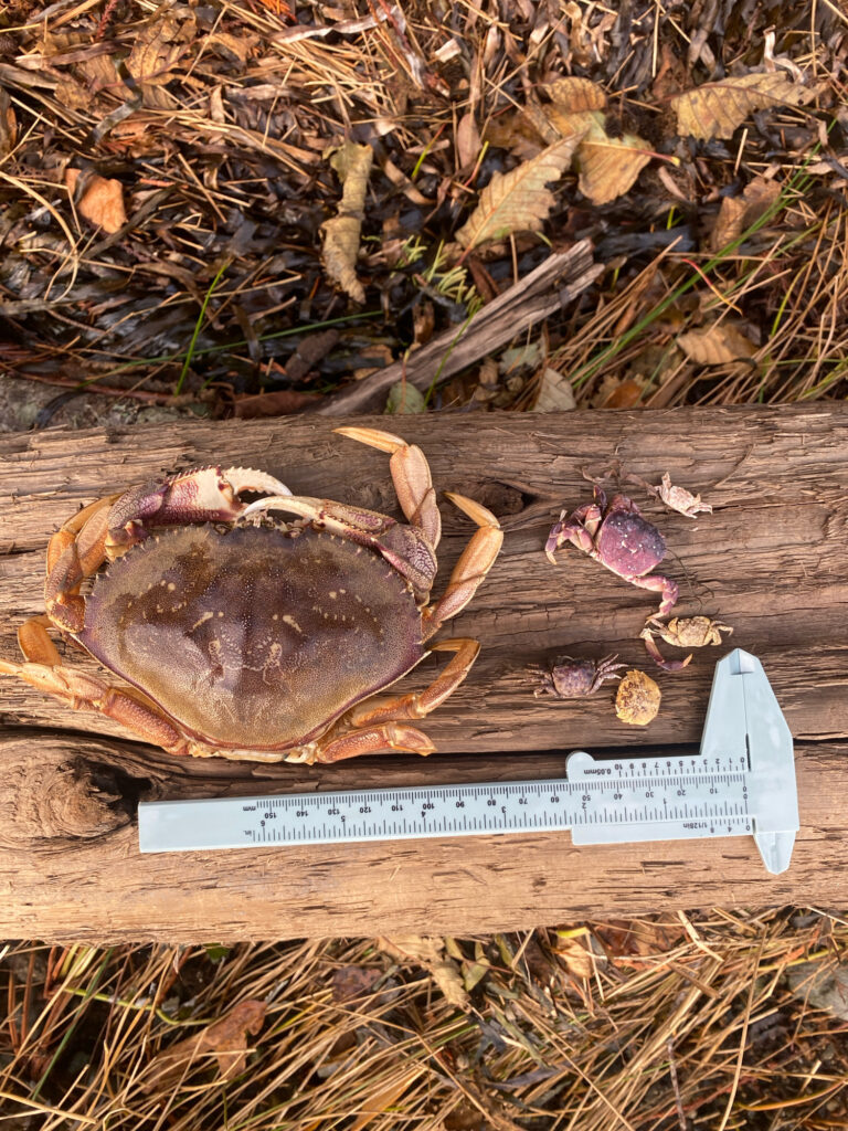 a crab on a wooden board (MyCoast AI)