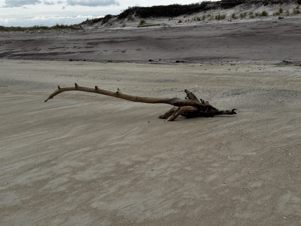 a log on the sand (MyCoast AI)