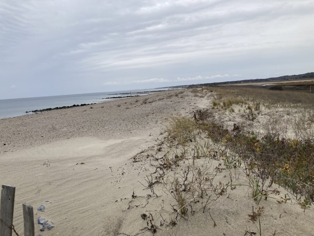 a sandy beach with bushes and water (MyCoast AI)