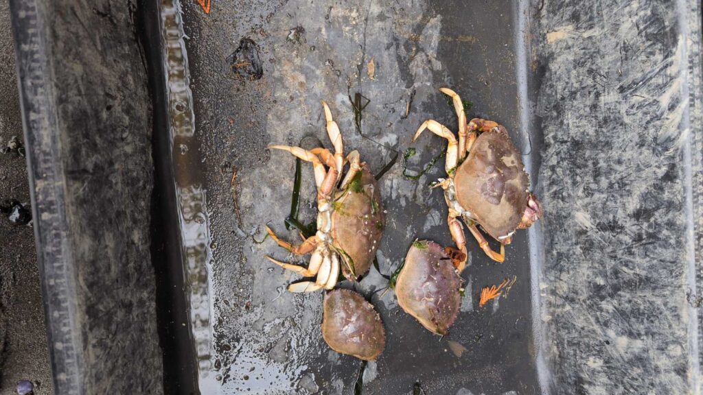 a group of snails on a concrete surface (MyCoast AI)