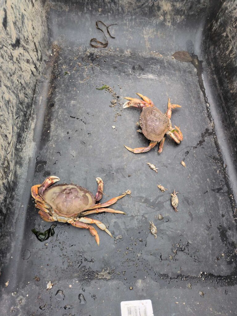a group of frogs on a concrete surface (MyCoast AI)