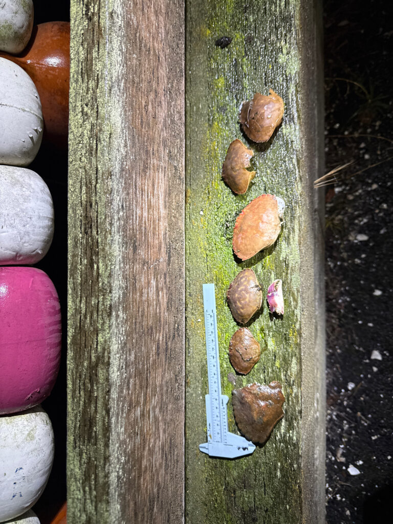 a group of mushrooms growing on a tree stump (MyCoast AI)