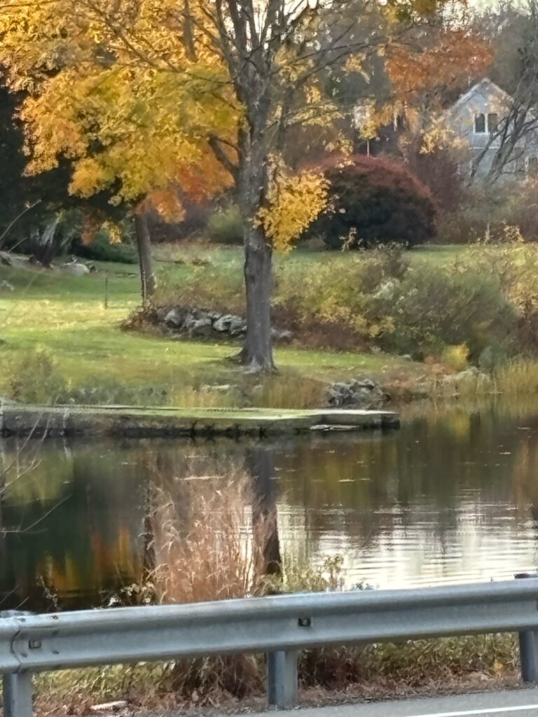 a pond with trees and grass around it (MyCoast AI)