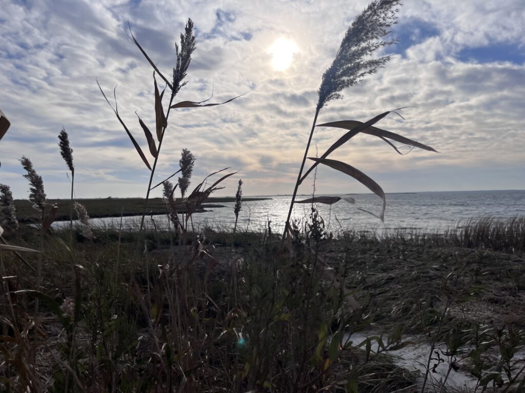 a field of tall grass with a body of water in the background (MyCoast AI)