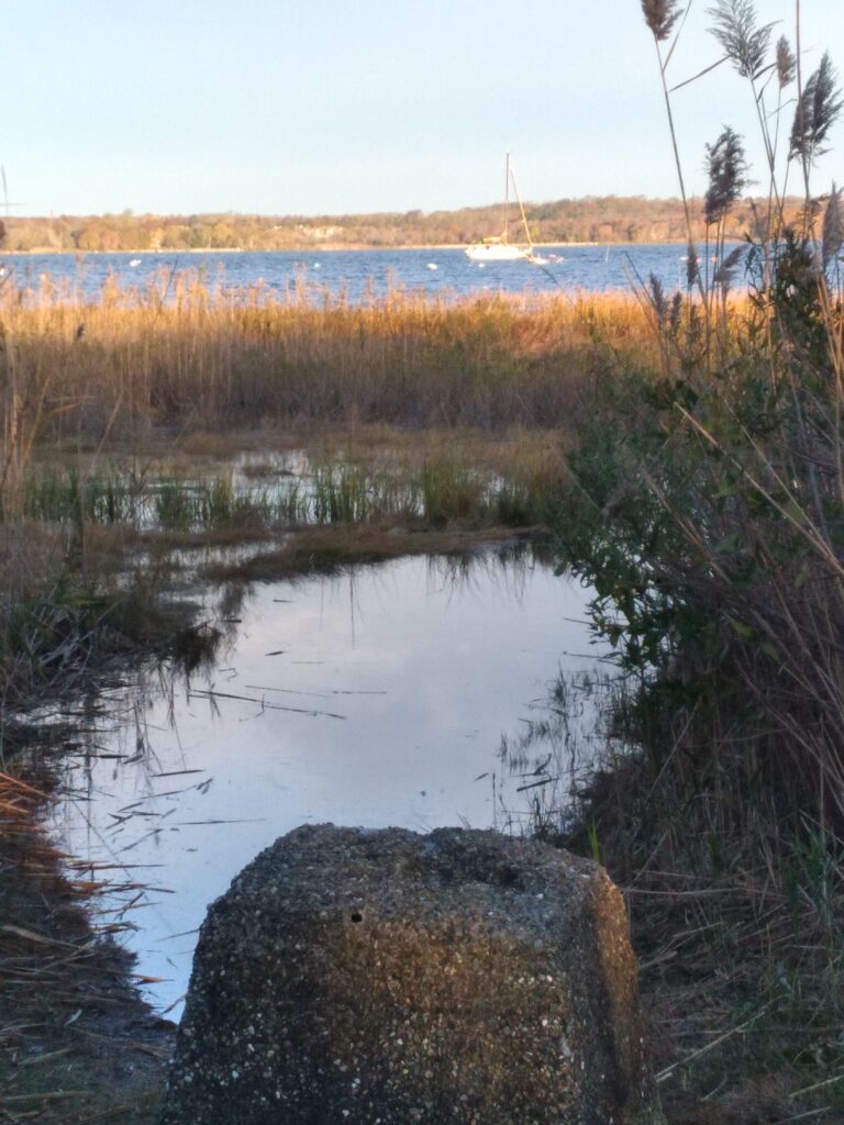 a body of water with plants and trees around it (MyCoast AI)