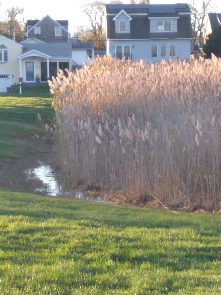 a tall grass field with houses in the background (MyCoast AI)