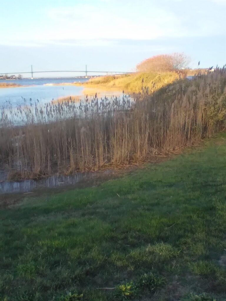 a grassy area with a body of water in the background (MyCoast AI)