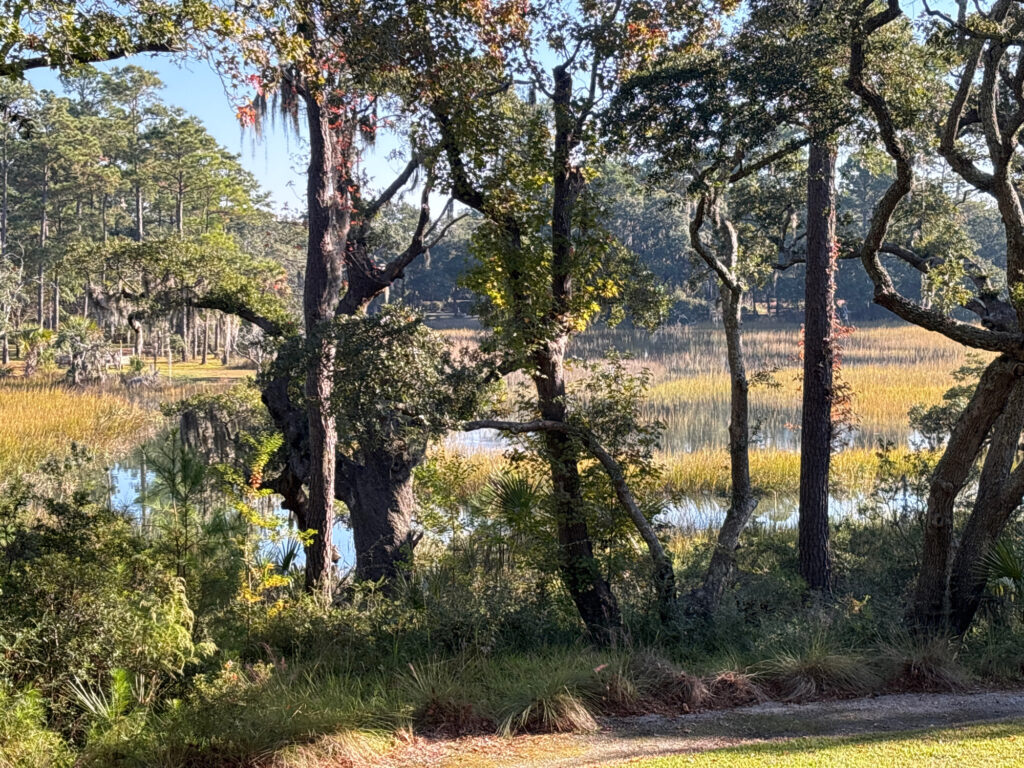 a river with trees and grass (MyCoast AI)