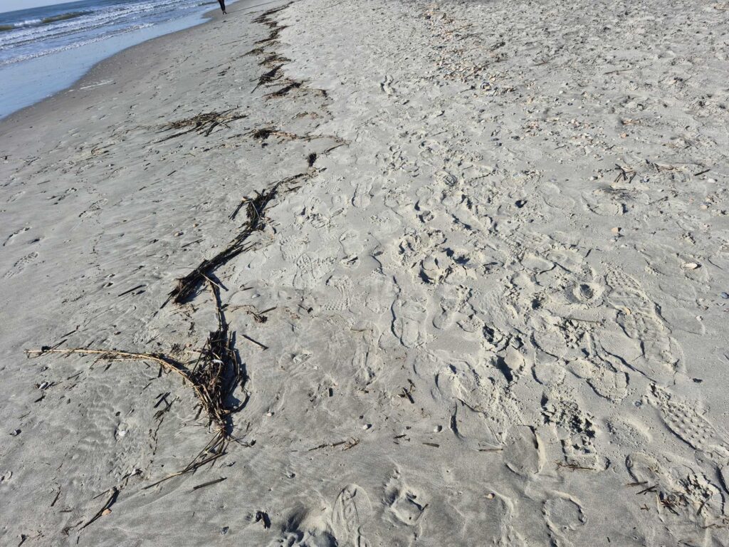 a beach with sand and plants (MyCoast AI)