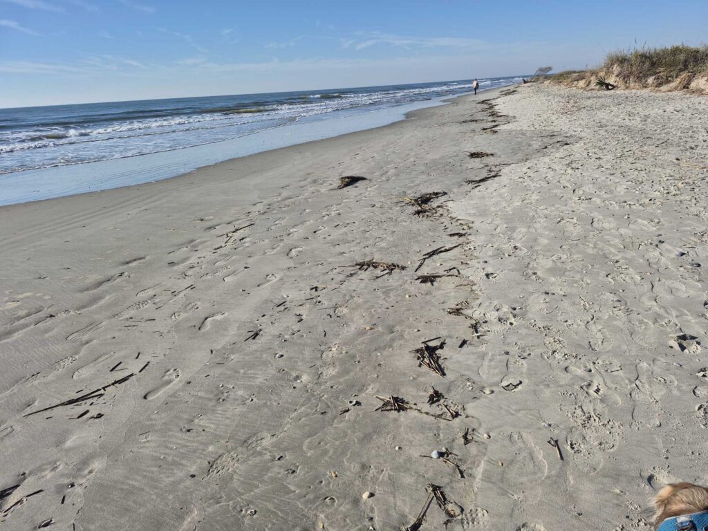 a sandy beach with waves crashing (MyCoast AI)