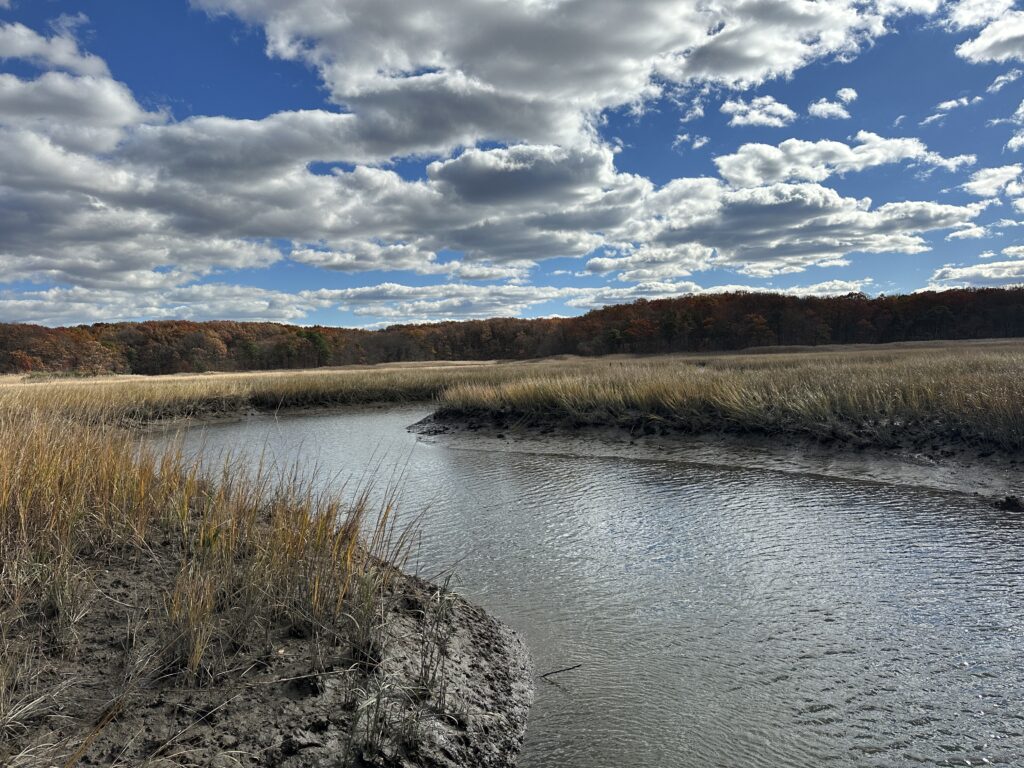 a river with grass and trees (MyCoast AI)