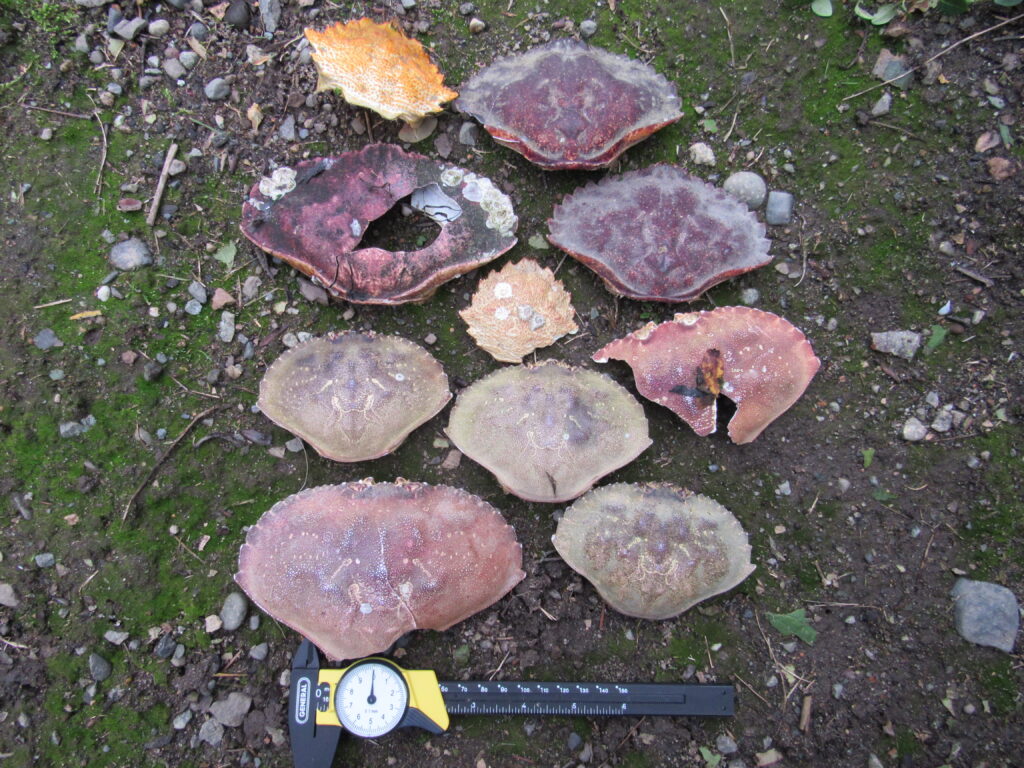 a group of rocks (MyCoast AI)