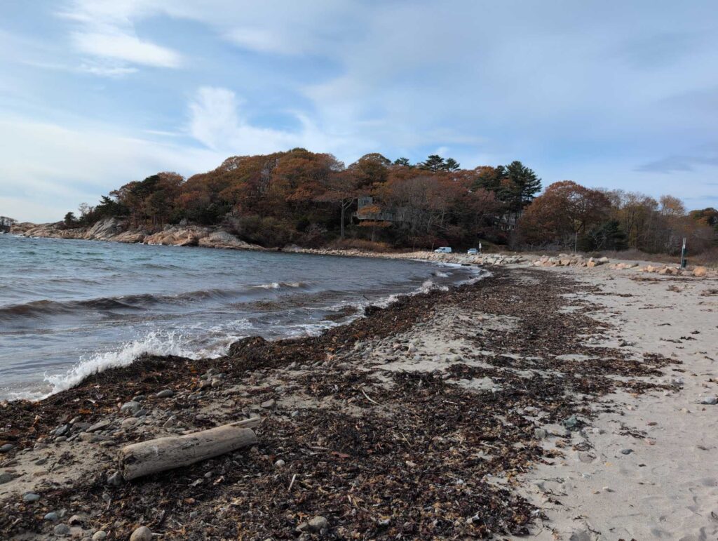 a beach with a log and trees (MyCoast AI)