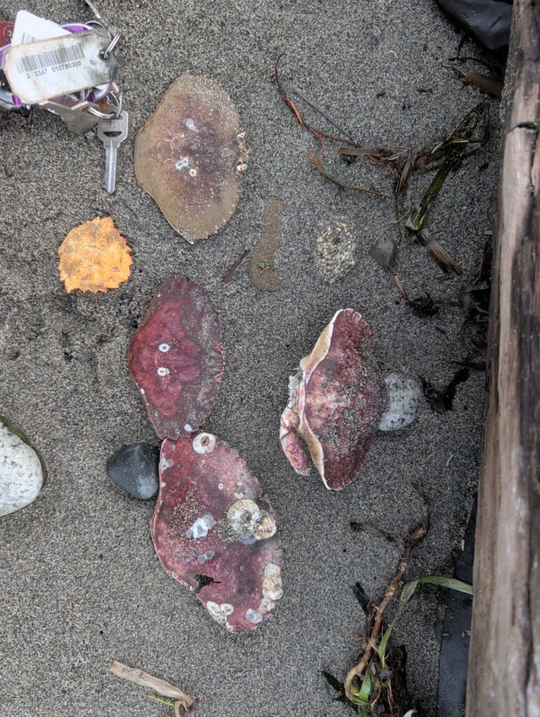 a group of rocks on the ground (MyCoast AI)