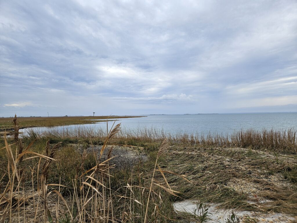a beach with tall grass and a body of water in the background (MyCoast AI)