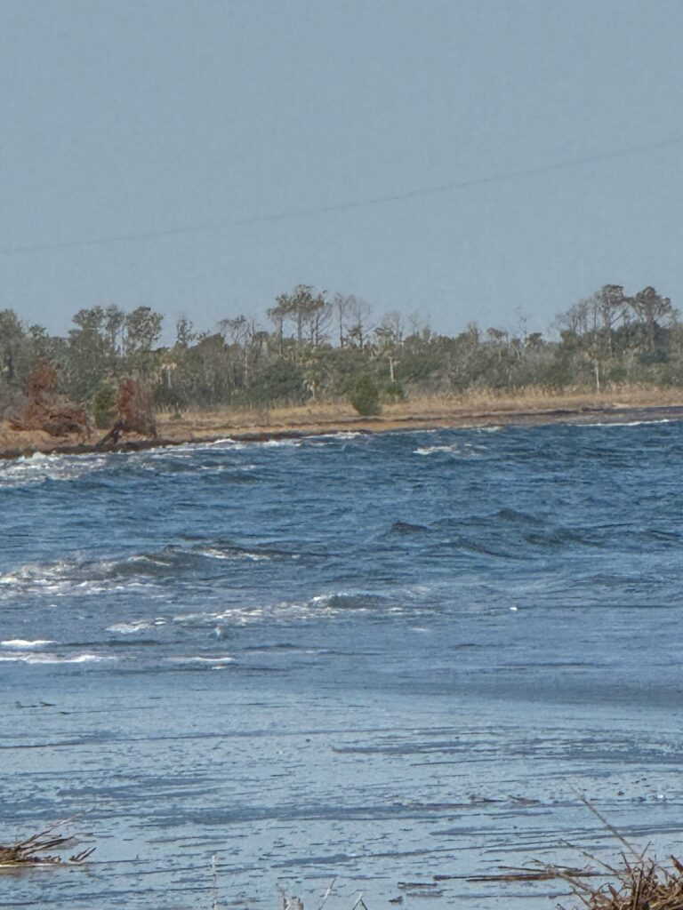 a body of water with trees in the background (MyCoast AI)