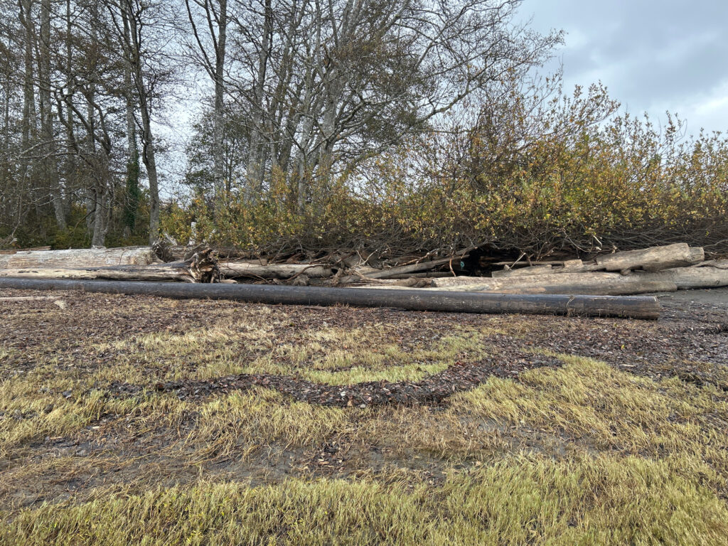 a fallen tree in a field (MyCoast AI)