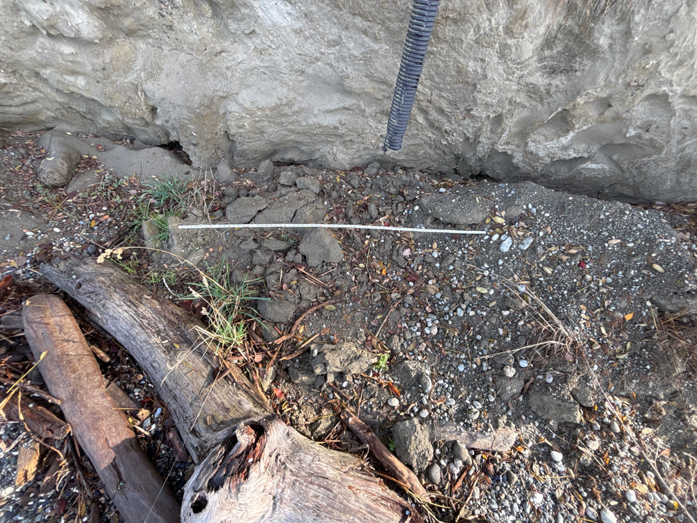 a lizard on the ground (MyCoast AI)