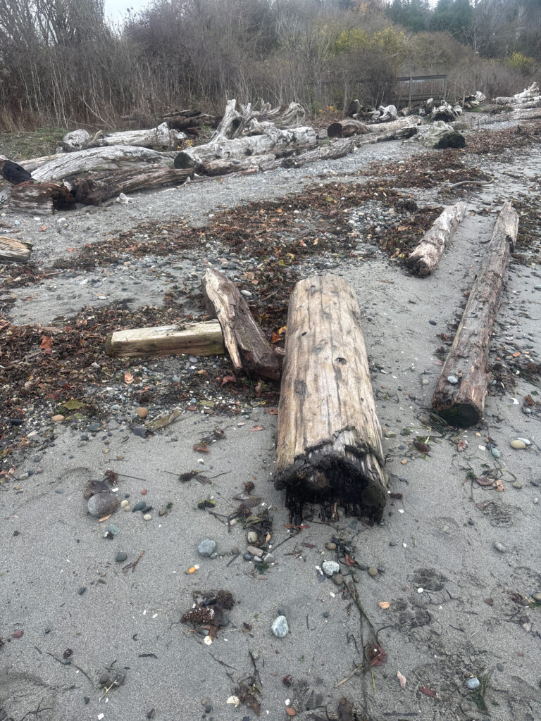 a pile of wood in a dirt field (MyCoast AI)