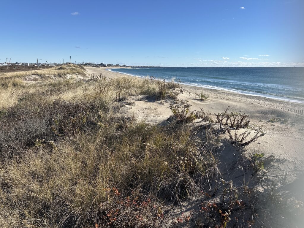 a sandy beach with bushes and water (MyCoast AI)