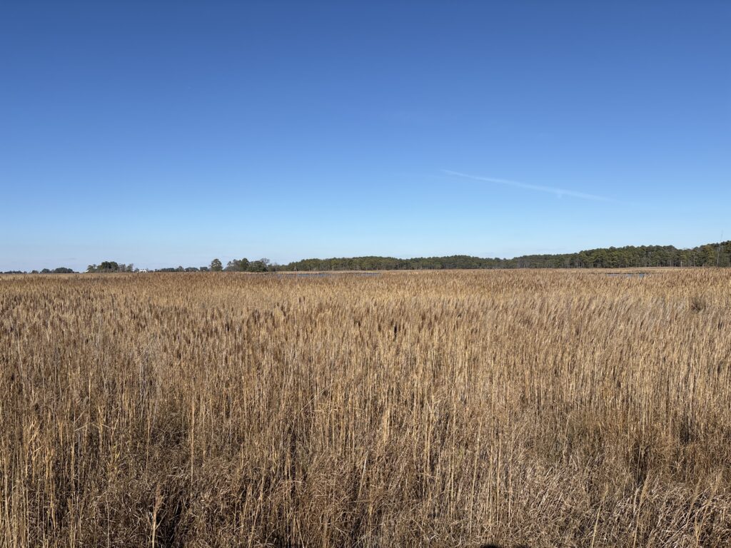 a large field with trees in the background (MyCoast AI)