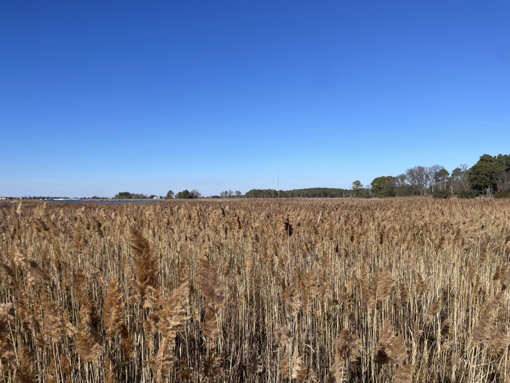 a field of brown grass (MyCoast AI)