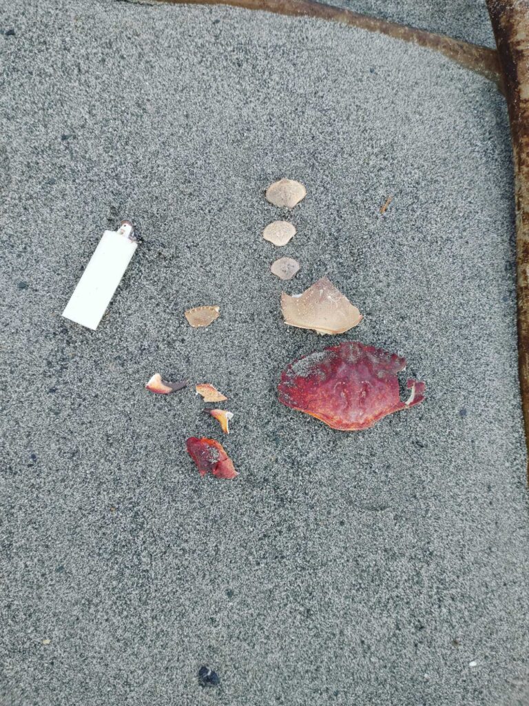 a group of objects on the ground (MyCoast AI)