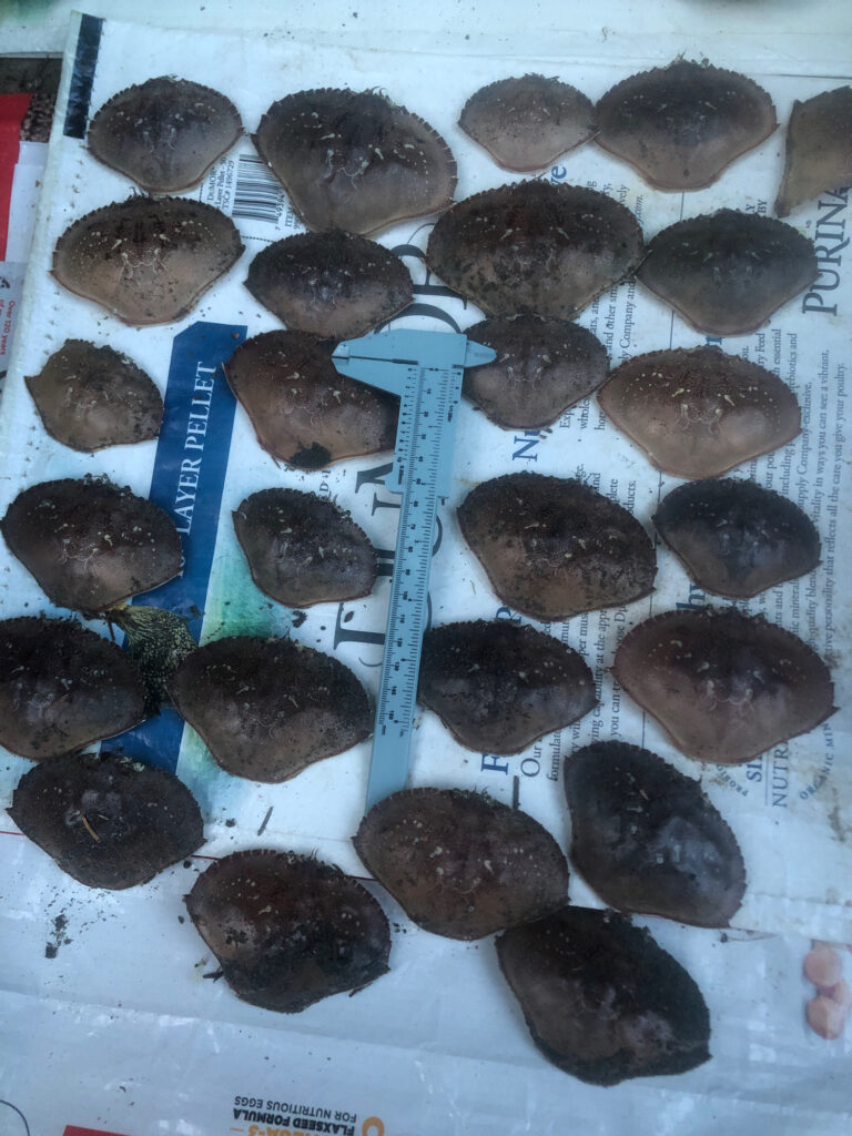 a box of chocolate cookies (MyCoast AI)