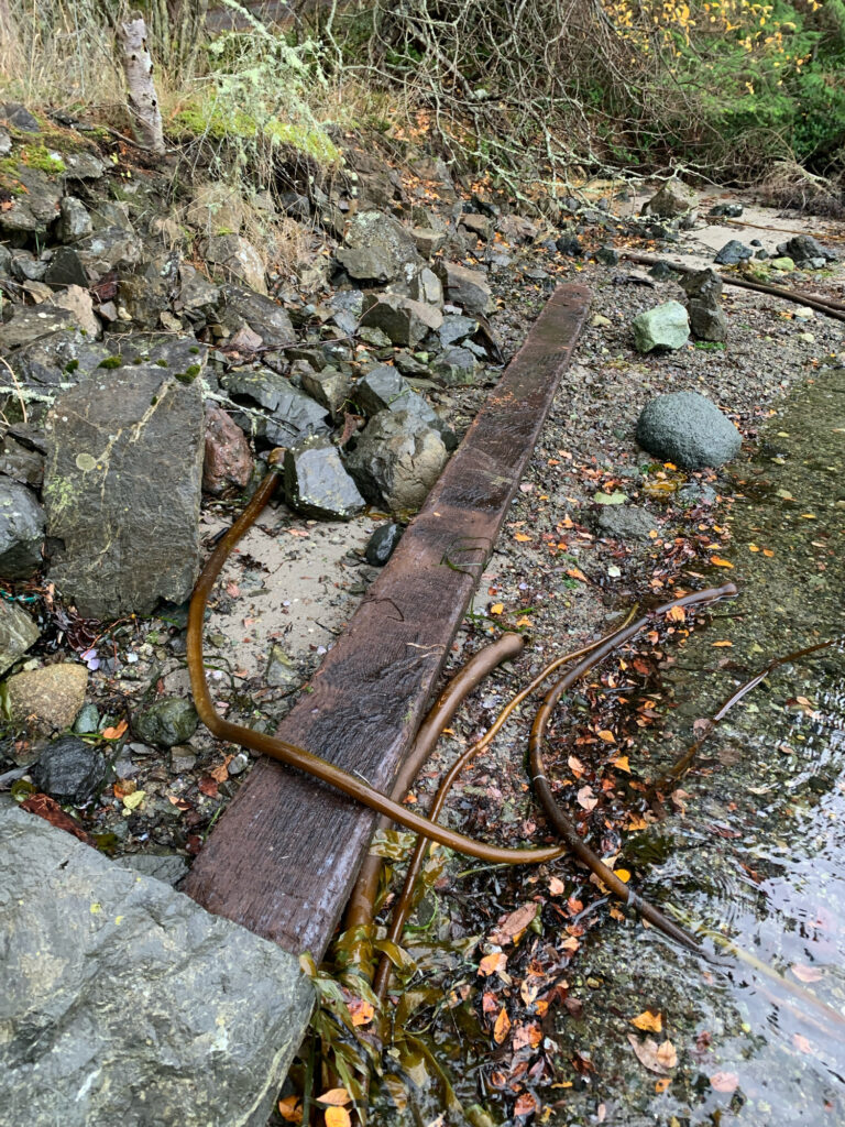 a snake on a rock (MyCoast AI)