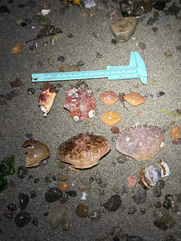 a group of rocks and a ruler (MyCoast AI)