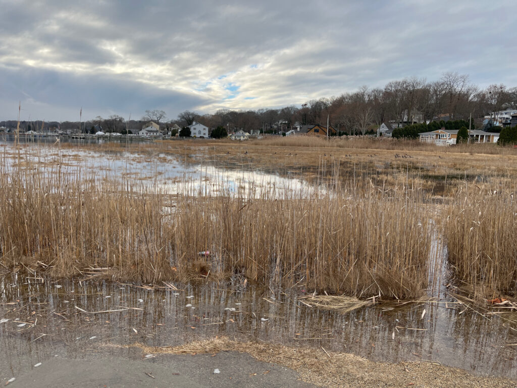 a marshy area with houses in the background (MyCoast AI)