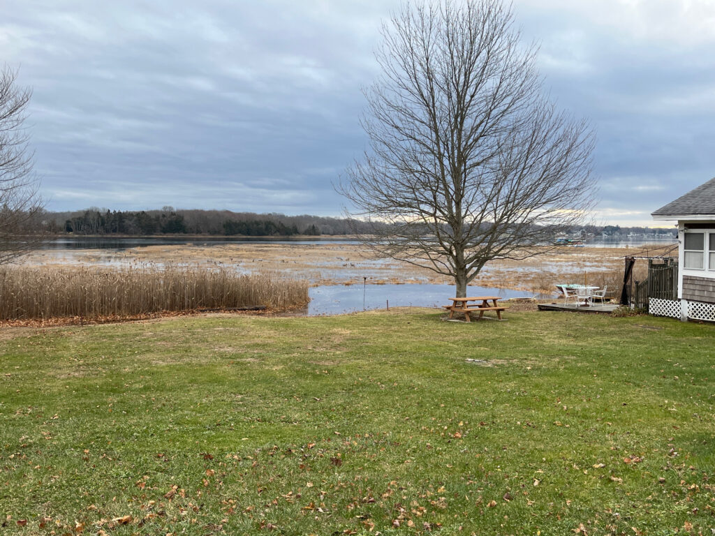 a tree next to a body of water (MyCoast AI)