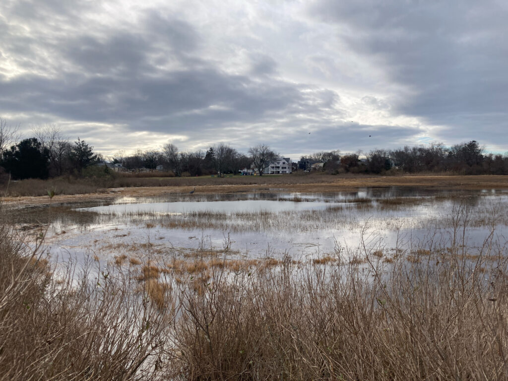 a marshy area with trees in the background (MyCoast AI)