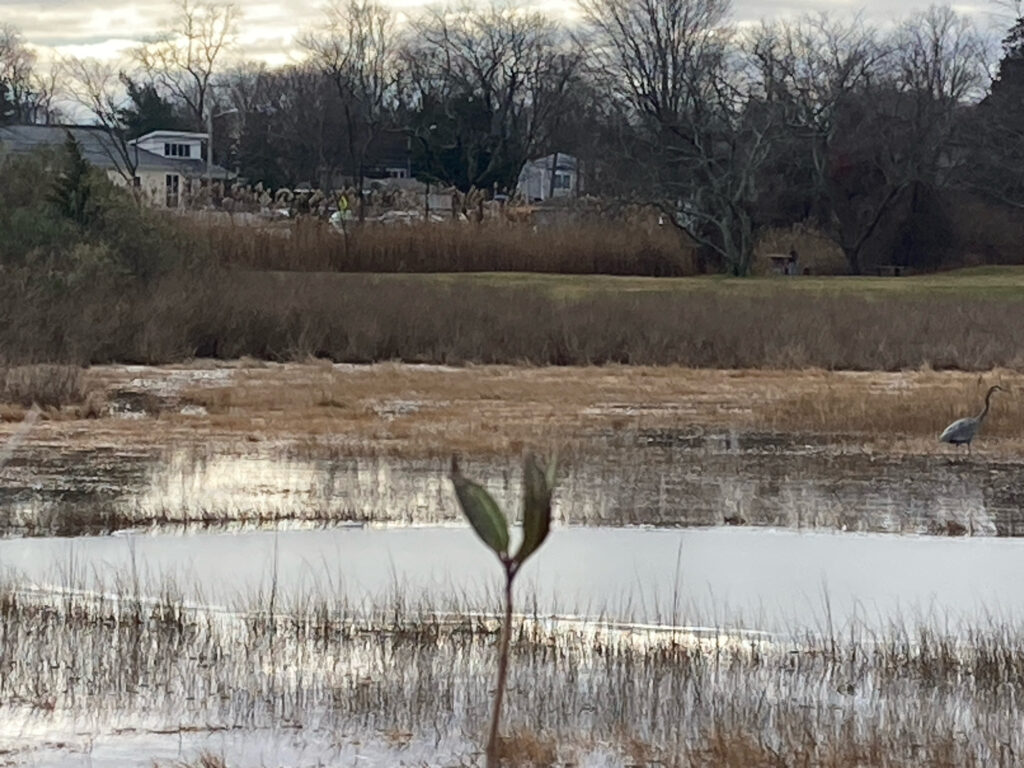 a pond with a plant growing in it (MyCoast AI)