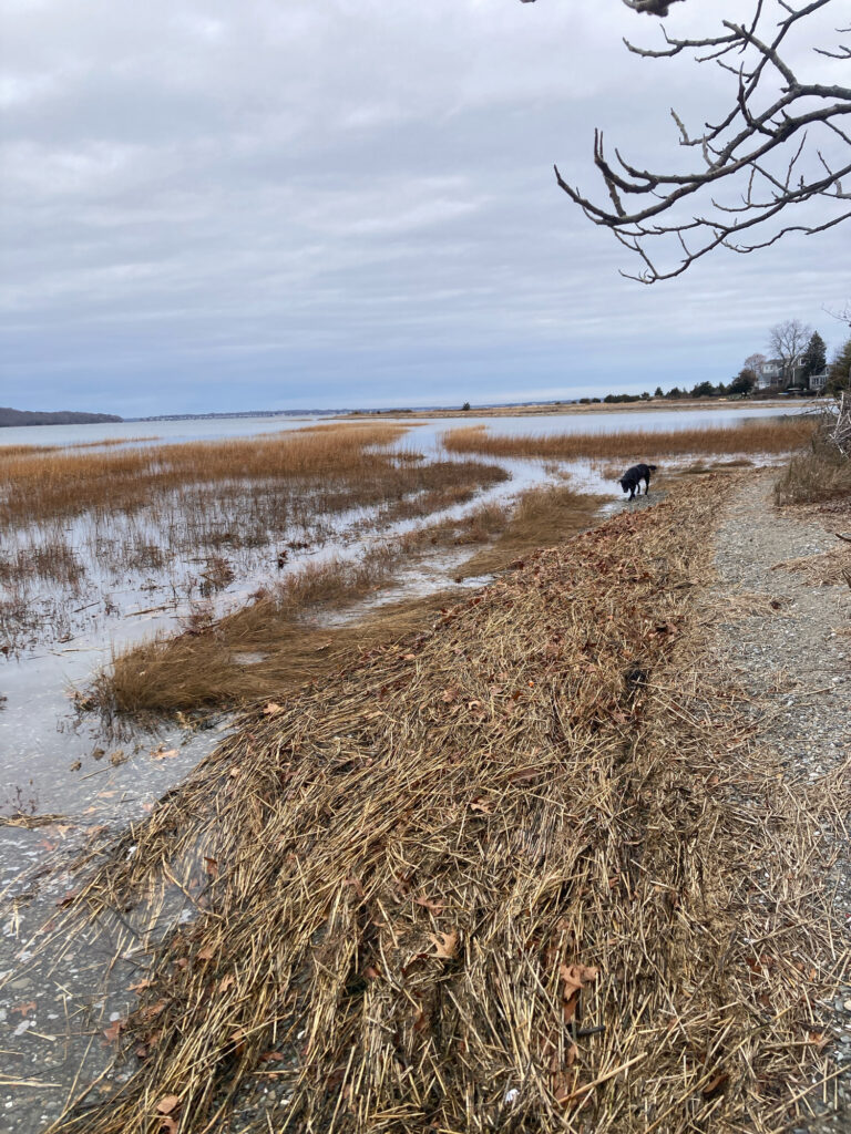 a dog walking on a beach (MyCoast AI)