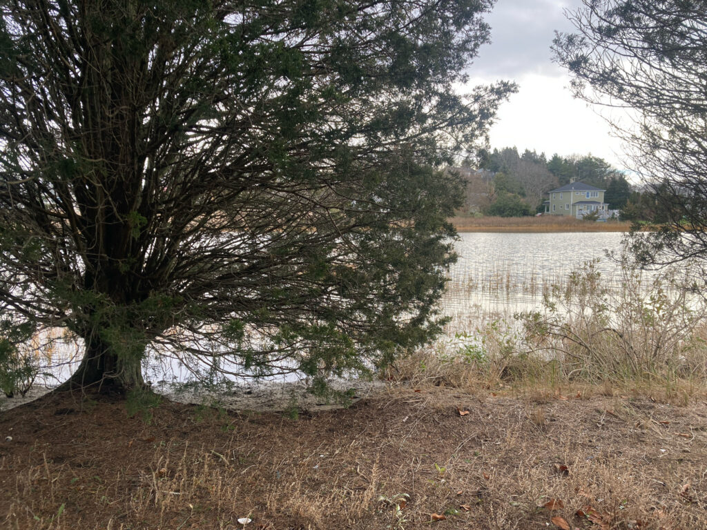 a tree next to a body of water (MyCoast AI)